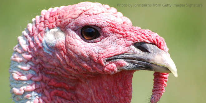 The head of a turkey