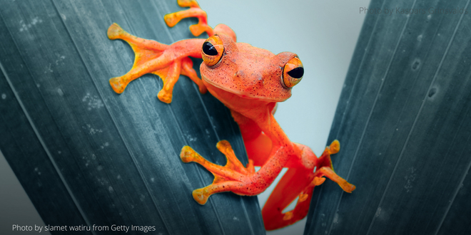 An orange frog looking into the camera