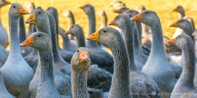 A gaggle of geese