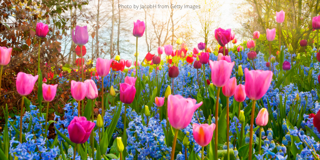 Spring flowers in a garden - with tulips and hyacinths