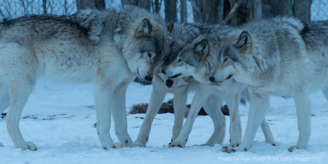 A pack of wolves