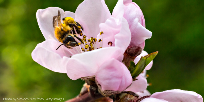 Close-up of bee on a pink blossom