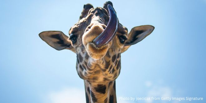 A giraffe sticking his large tongue out