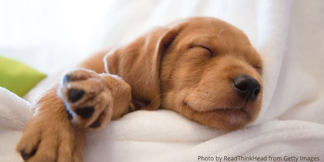 The close-up of a puppy fast asleep