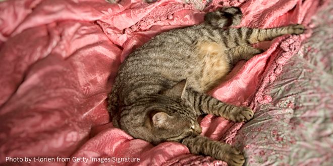 A cat sleeping on a bed with pink coloured covers