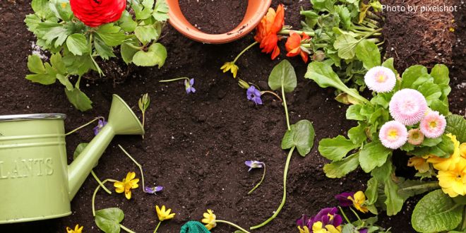 Flowers in soil in the garden and a green watering can