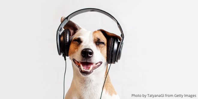 A dog wearing headphones with its eyes closed