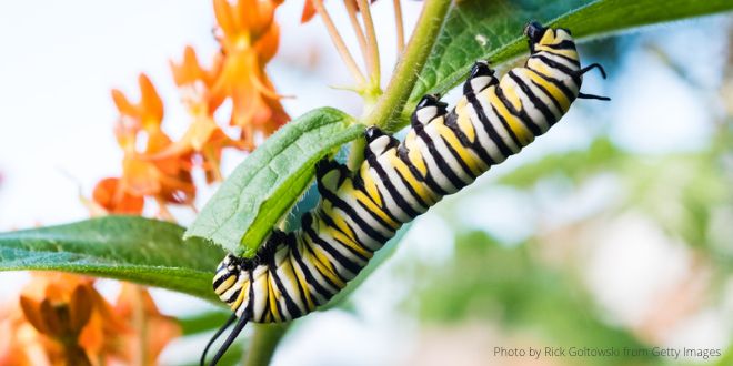 A yellow, black and white striped caterpillar climbing up a plant