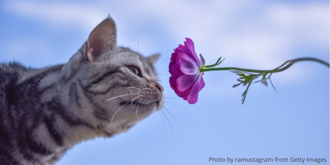 A cat smelling a pink flower