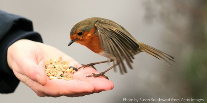 A bird with a red chest sitting on a person's hand holding seeds