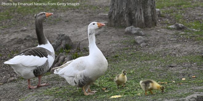 A geese family