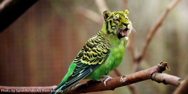 A tiger's head photoshopped onto a budgie's body